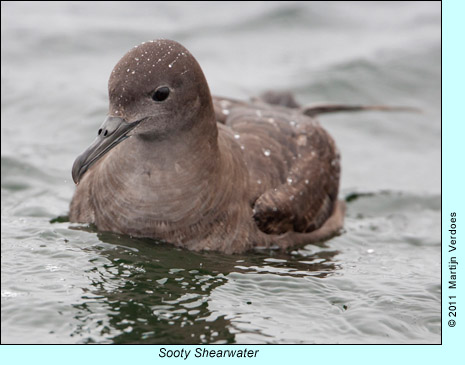 Sooty Shearwater photo by Martijn Verdoes