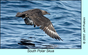 South Polar Skua, photo by Jeff Poklen