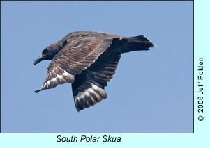 South Polar Skua, photo by Jeff Poklen