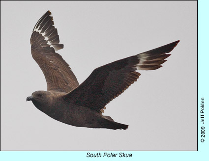 South Polar Skua photo by Jeff Poklen