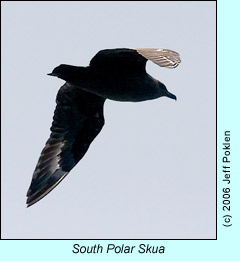 South Polar Skua, photo by Jeff Poklen