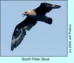 South Polar Skua, photo by Jeff Poklen