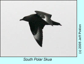 South Polar Skua, photo by Jeff Poklen