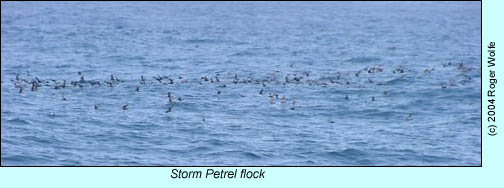 Storm Petrel flock, photo by Roger Wolfe