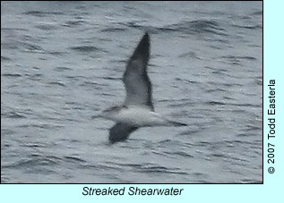 Streaked Shearwater, photo by Todd Easterla