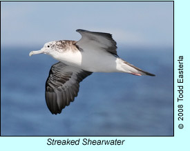 Streaked Shearwater, photo by Todd Easterla