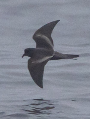 Ashy Storm Petrel