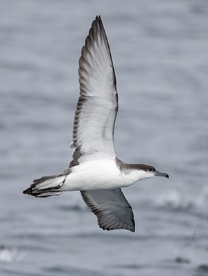 Buller's Shearwater