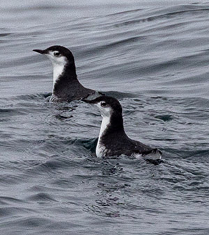 Guadalupe Murrelets