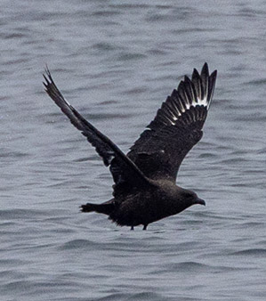 South Polar Skua