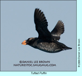 Tufted Puffin photo by Daniel Lee Brown