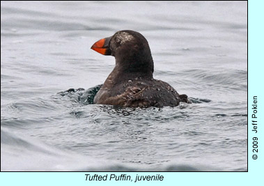 Juvenile Tufted Puffin, photo by Jeff Poklen