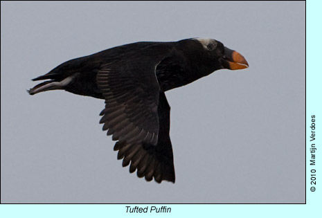 Tufted Puffin, photo by Martijn Verdoes