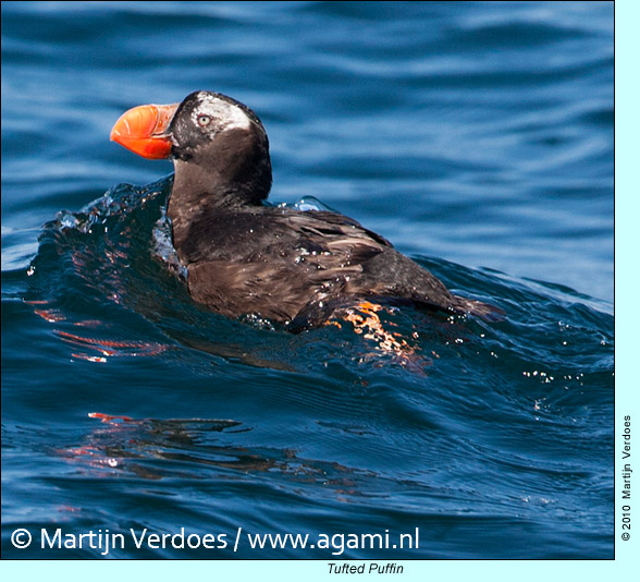 Tufted Puffin, photo by Martijn Verdoes
