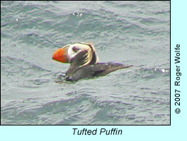 Tufted Puffin, photo by Roger Wolfe