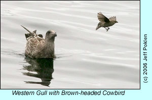 Western Gull with Cowbird, photo by Jeff Poklen