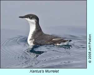 Xantus's Murrelet, photo by Jeff Poklen