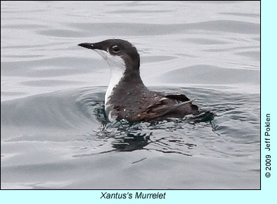 Xantus's Murrelet, photo by Jeff Poklen