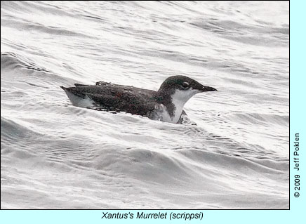 Xantus's Murrelet (scrippsi),  photo by Jeff Polken