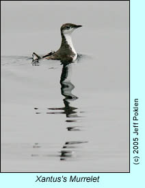 Xantus's Murrelet, photo by Jeff Poklen