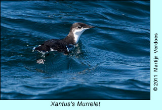 Xantus's Murrelet  photo by Martijn Verdoes