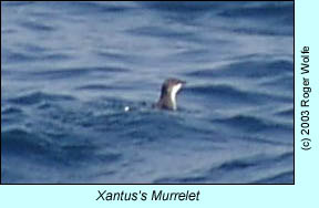 Xantus's Murrelet, photo by Roger Wolfe