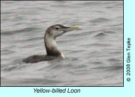 Yellow-billed Loon, photo by Glen Tepke